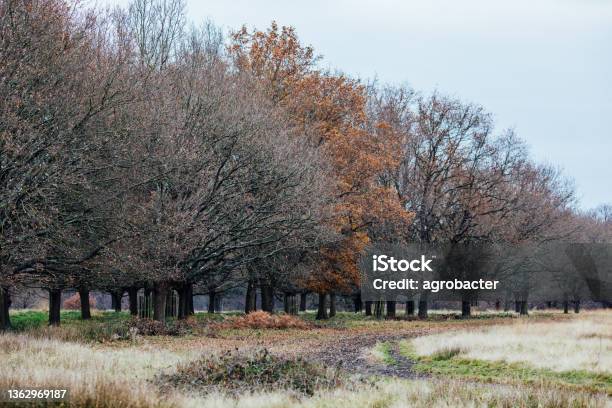 Trees In Winter At Richmond Park Stock Photo - Download Image Now - Bare Tree, Forest, Arts Culture and Entertainment