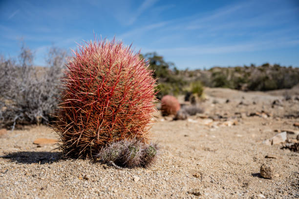 istock California Barrel Cactus Sits Alone In The Desert 1362969917