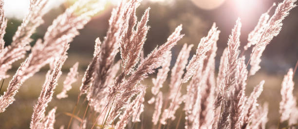 istock Reed plant at sunset 1362970356
