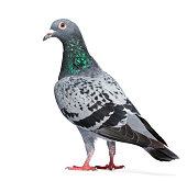 Pigeon