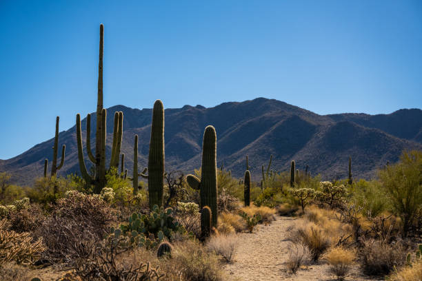 istock Sandy Trail Through Cacti in the Tucson Mountain District 1362972540