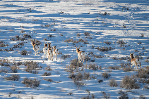 Running antelope (pronghorn) in cold snowy prairie in Montana in northwestern United States of America.