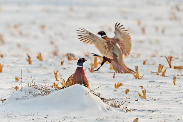 Male Common pheasant in Poland winter