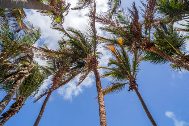 istock Palm trees and blue clear sky 1362973983