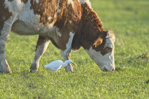 Cattle Egret with Cattle Cattle Egret in habitat following Cows cattle egret photos stock pictures, royalty-free photos & images
