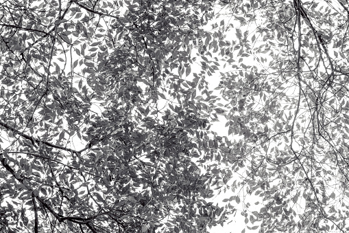 Black and white leafs, abstract background with copy space, full frame horizontal composition