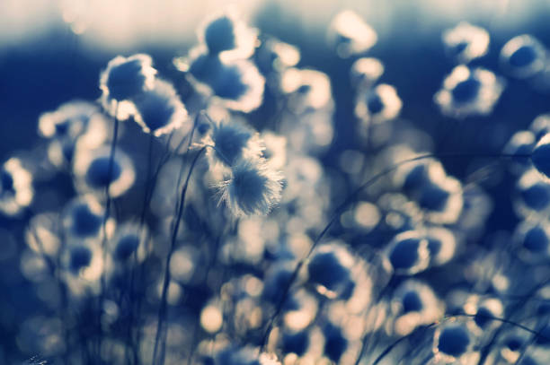 istock Arctic cotton plant in sunlight 1362974263