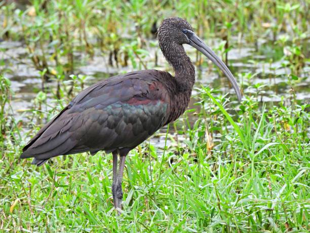istock Glossy Ibis (Plegadis falcinellus)  in the wetlands 1362974463
