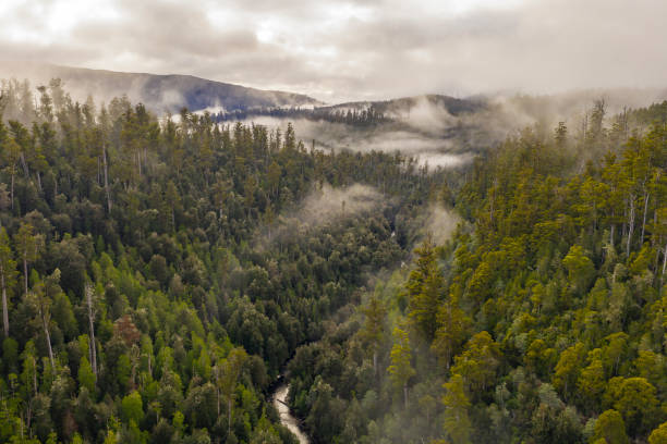 vue aérienne des eucalyptus géants et de la forêt tropicale dans la vallée de styx, tasmanie - southern beech photos et images de collection