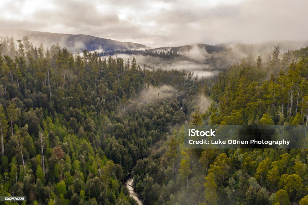 Aerial view of the giant eucalyptus trees and rainforest in the Styx Valley, Tasmania The Styx Valley in Tasmania is home to some of the worlds tallest trees, the Eucalyptus regnans, and beautiful rainforest. The Styx River flows from the South West wilderness to the Derwent River and on to Hobart, Tasmania's capital city. The area has been home to years of environmental protest action against clearfell logging. Tasmania Stock Photo