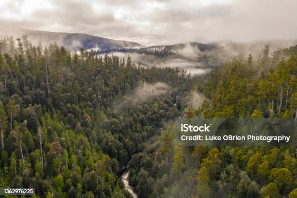 Aerial View Of The Giant Eucalyptus Trees And Rainforest In The Styx Valley Tasmania Stock Photo - Download Image Now