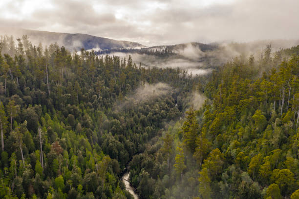 widok z lotu ptaka na gigantyczne drzewa eukaliptusowe i lasy deszczowe w dolinie styx na tasmanii - rainforest forest river australia zdjęcia i obrazy z banku zdjęć