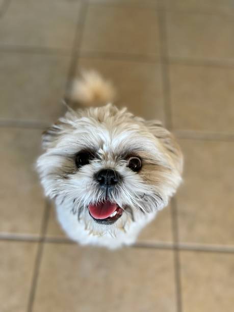 istock Shih Tzu happy smile 1362976418