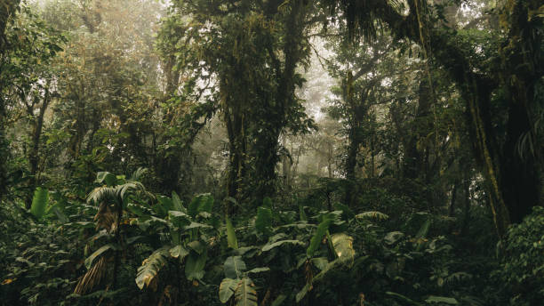 istock Lush and green rainforest 1362976550