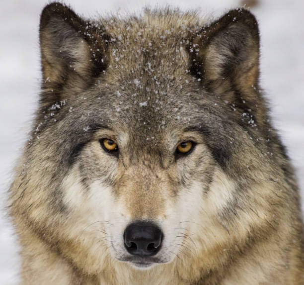 Timber wolf in winter stock photo