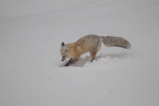 istock Fox hunting in snowy weather 1362977803