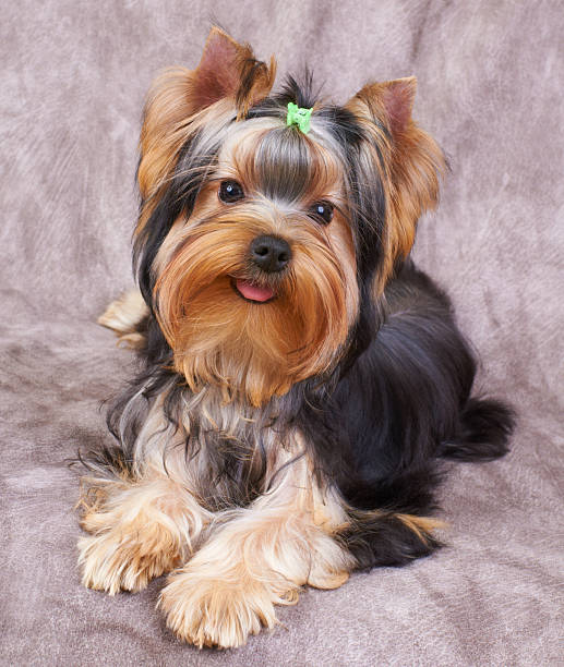 istock Puppy of the Yorkshire Terrier 136297916