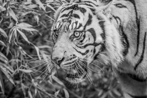 istock Sumatran Tiger in Black and White 1362980646