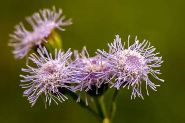 Macro photography of smartweed flowers, captured in a field near the colonial town of Villa de Leyva in the eastern Andes range of central Colombia.