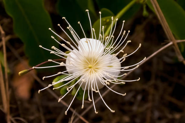 Macro photography of a beautiful caper flower Macro photography of a beautiful caper flower, captured in a field near the town of Barichara in the eastern Andes range of central Colombia. spider flower stock pictures, royalty-free photos & images