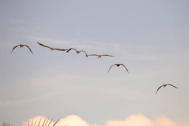 istock Six pelicans gliding over a beach 1362982602