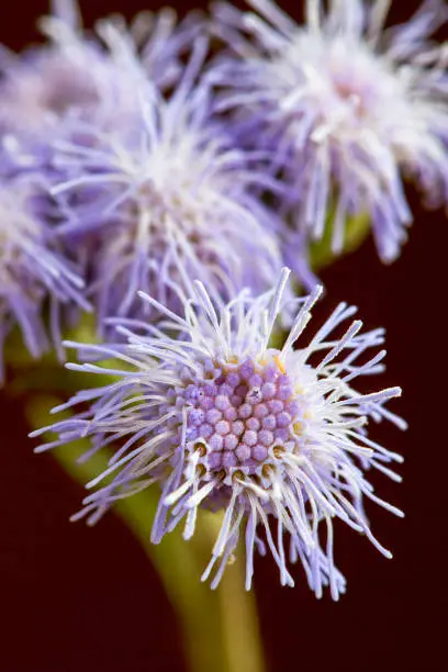 Macro photography of smartweed flowers, captured in a field near the colonial town of Villa de Leyva in the eastern Andes range of central Colombia.