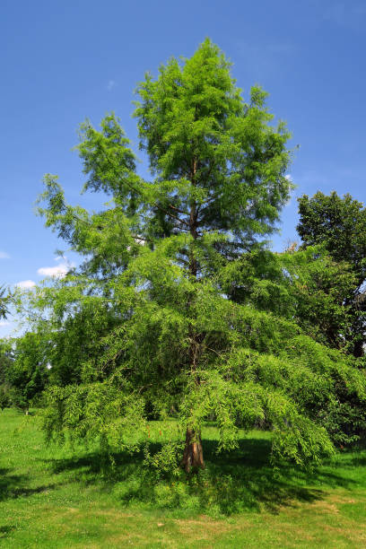 istock Taxodium distichum tree 1362982979