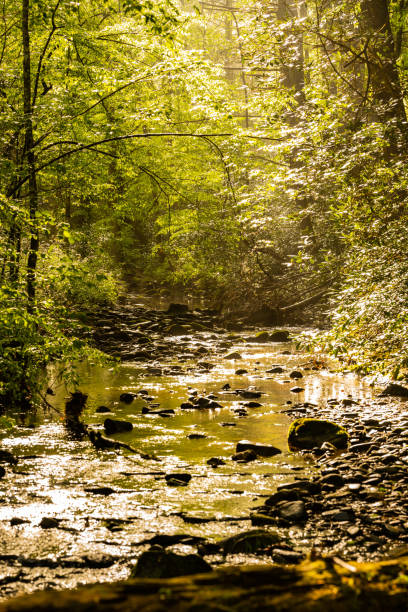 istock Thin Morning Fog Hangs Over Rocky Creek 1362984826