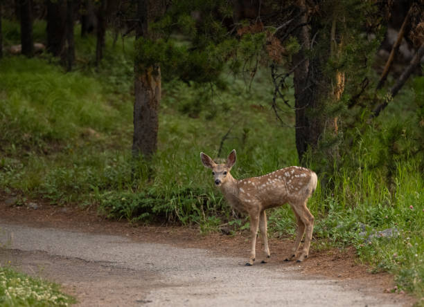 istock Young Mule Deer With Spots Stands On Paved Trail 1362985609