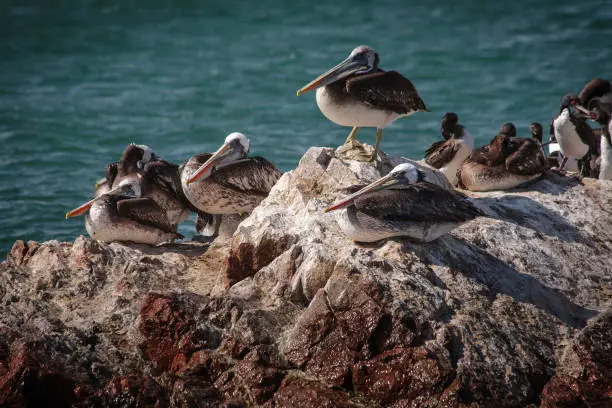 Photo of Animals in Paracas Reserve, Peru