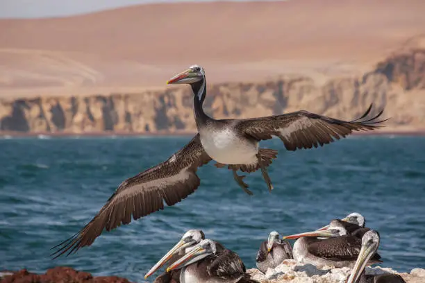 Photo of Animals in Paracas Reserve, Peru