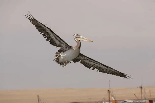 Photo of Animals in Paracas Reserve, Peru