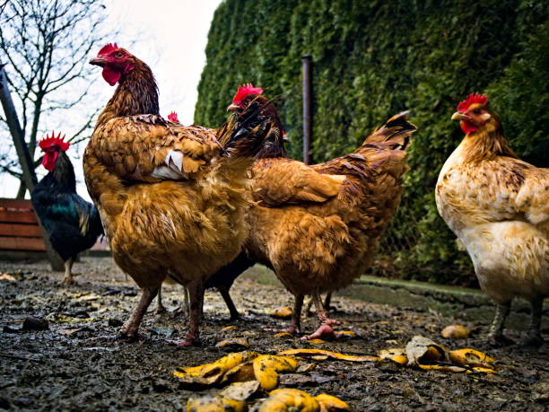 istock Laying hens in the home garden 1362986669