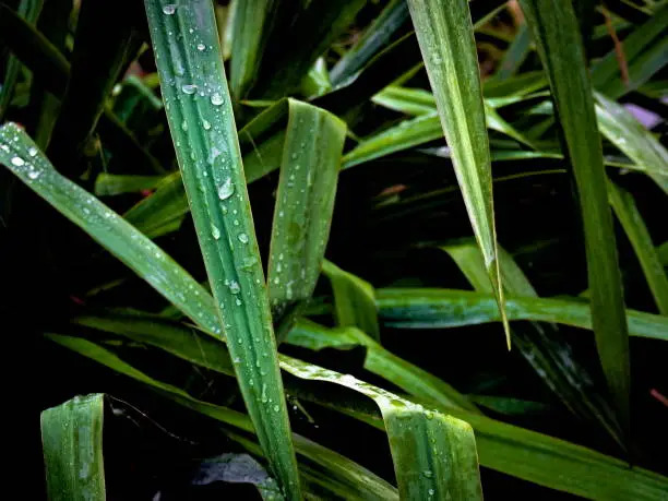 The leaves of the Carolingian garden yucca covered with drops of water (Yucca filamentosa)