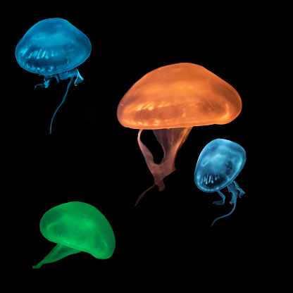 Jellyfish shine in all colors, depending on the incidence of light.