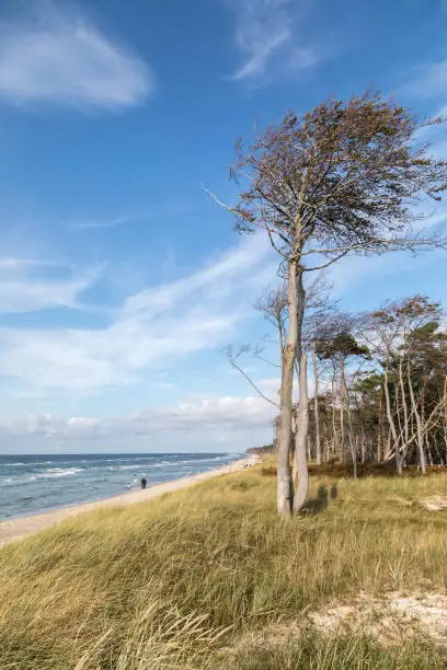 darß west beach on the baltic sea
