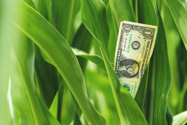 Corn (Zea Mays) farming profit concept, american dollar bill in maize crops field, selective focus