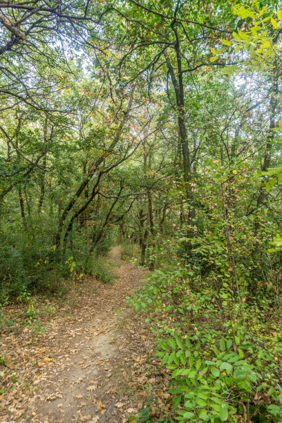 istock forest and plants in autumn, bad weather day 1362988887