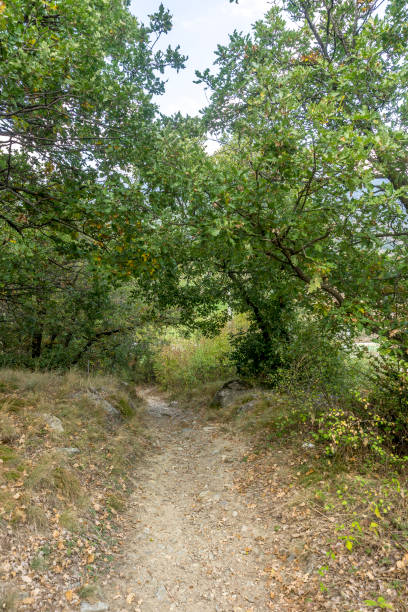 istock forest and plants in autumn, bad weather day 1362988898