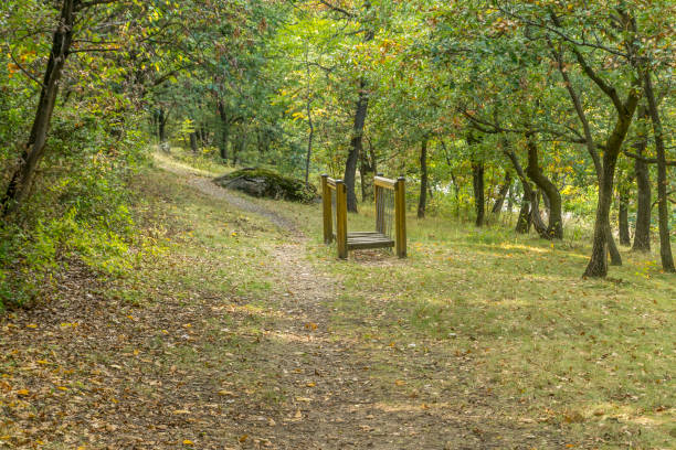 istock forest and plants in autumn, bad weather day 1362988906
