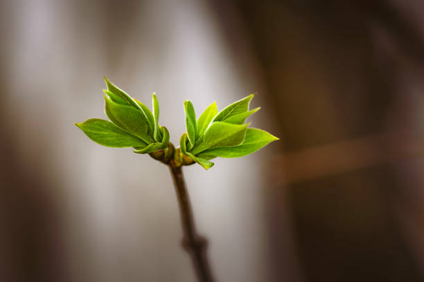 istock close-up of a sprout on a branch 1362988942