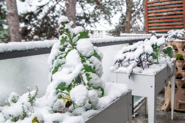 istock A winter garden covered in snow 1362989054
