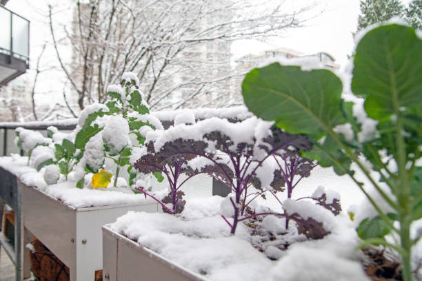 istock A winter garden covered in snow 1362989056