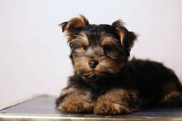istock Cute Yorkie Puppy 1362990151