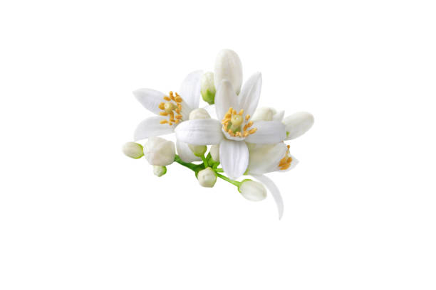 naranjo flores blancas y racimo de pepinillo aislado sobre blanco - florecer fotografías e imágenes de stock