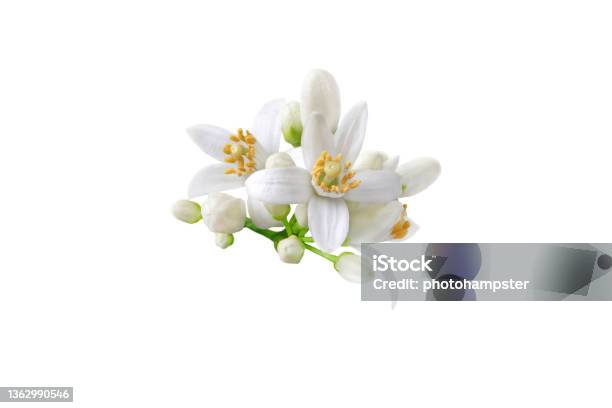Orange Tree White Flowers And Budg Bunch Isolated On White Stock Photo - Download Image Now