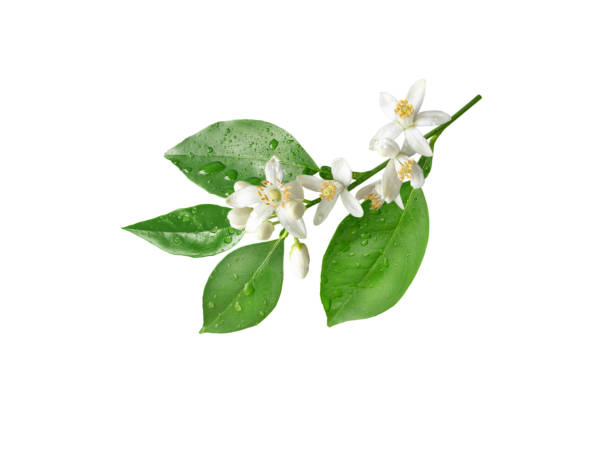 Photo of Orange blossom branch with flowers and rain drops isolated on white