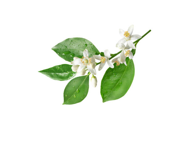 orange blossom branch with flowers and rain drops isolated on white - arrangement flower head flower blossom imagens e fotografias de stock