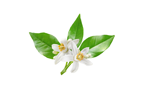 Neroli blossom branch with white flowers, buds and leaves isolated on white. Orange tree citrus bloom.