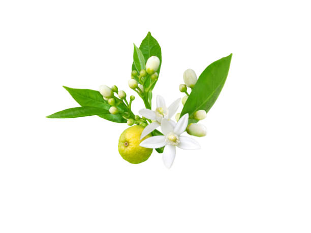 오렌지 꽃, 싹, 잎과 과일 가지 는 흰색에 고립 - agriculture branch cut flowers citrus fruit 뉴스 사진 이미지